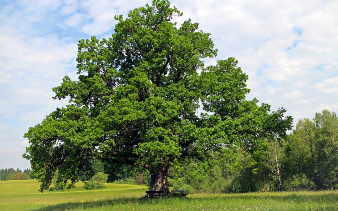 Sommerlicher Blick auf alte Wurzeln: Meditation unter Bäumen